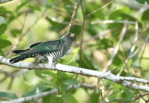 野鸟吃瓜怎么预防,守护生态平衡的绿色行动