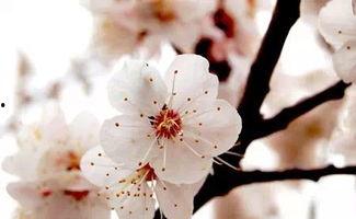 春花吃瓜小说,一场穿越时空的甜蜜复仇之旅