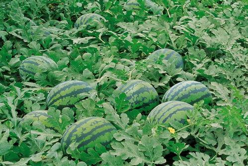 吃瓜大丽花,揭秘娱乐圈的幕后故事