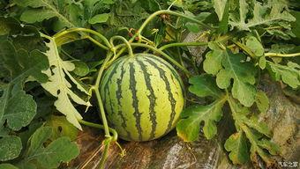 ppcg1.h吃瓜,探索吃瓜背后的技术奥秘