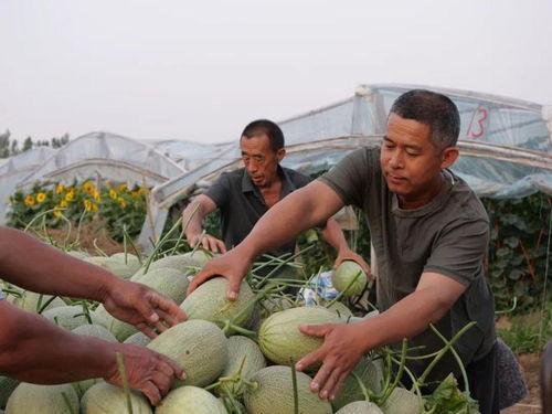 下坂村吃瓜,一场别开生面的“吃瓜”盛宴